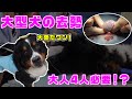 超大型犬の去勢手術