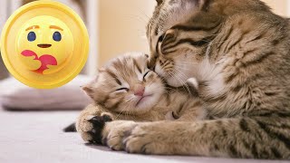 Heartwarming Moments with Momma Cats & Their Kittens