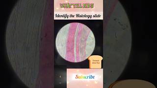 🔬 Surprise Histology Med Easy + Slide Identification Challenge