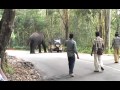 elephant attack in kerala 2015