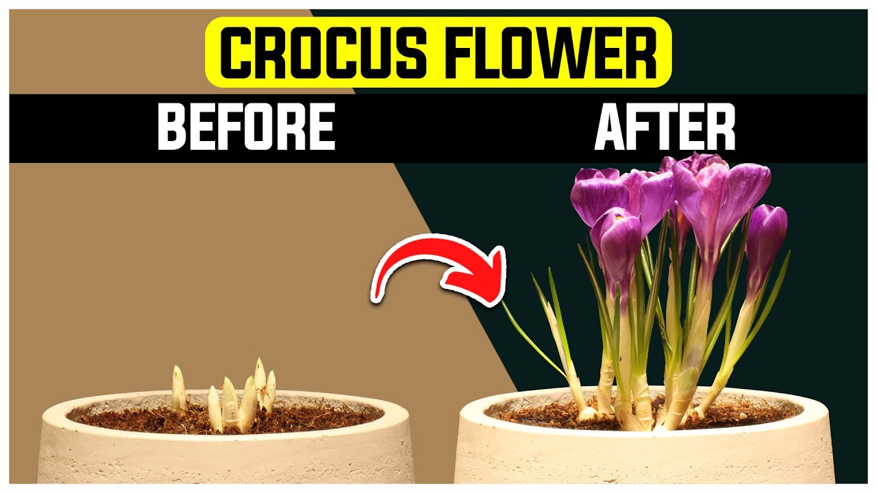 Growing Crocus Flowers - 30 Day Plant Timelapse