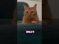 おはよう　#shorts #cat #猫 #猫のいる暮らし #ねこ #茶トラ