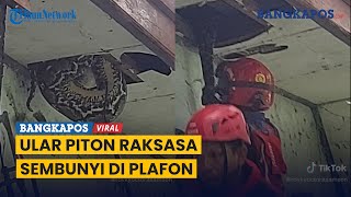 Terrifying! Giant Python Hiding in Resident's Ceiling