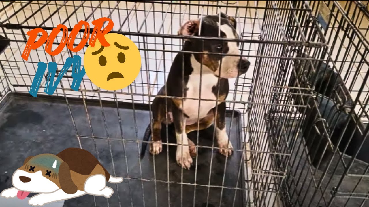 О нет, только не больной щенок!