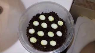 Инкубация яиц улиток Архахатин