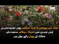 A Flower Enthusiast in Quetta Who Grows Imported Flowers from  Other Countries |WeNews
