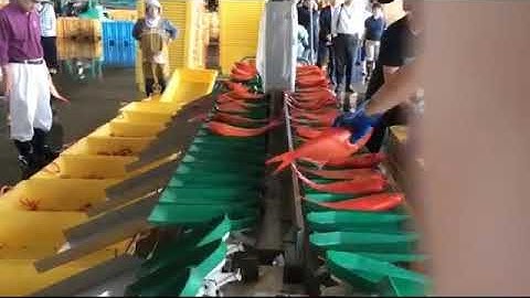 Sorting Red Snapper in JAPAN by Yokozaki