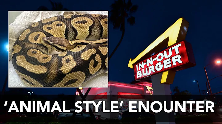 Loose python slithers to SoCal In-N-Out