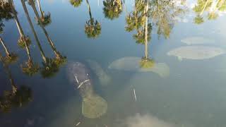 Hernando Beach 4K Drone Ariel Footage Video Manatee Sightings