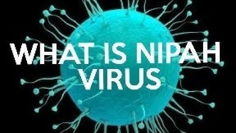 Understanding the Nipah Virus - Symptoms, Transmission, and Prevention❤❤❤❤❤❤🌎🌎🌎🌎
