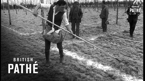 Hop Stringing (1969)