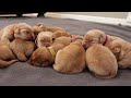 5 DAY OLD LABRADOR PUPPIES!