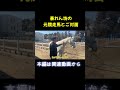 暴れん坊の元競走馬とご対面 #shorts #競走馬 #引退馬 #馬好きな人と繋がりたい