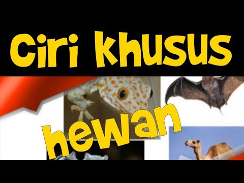  Ciri  Khusus  Hewan cirikhusushewan kelas6tema2subtema2 