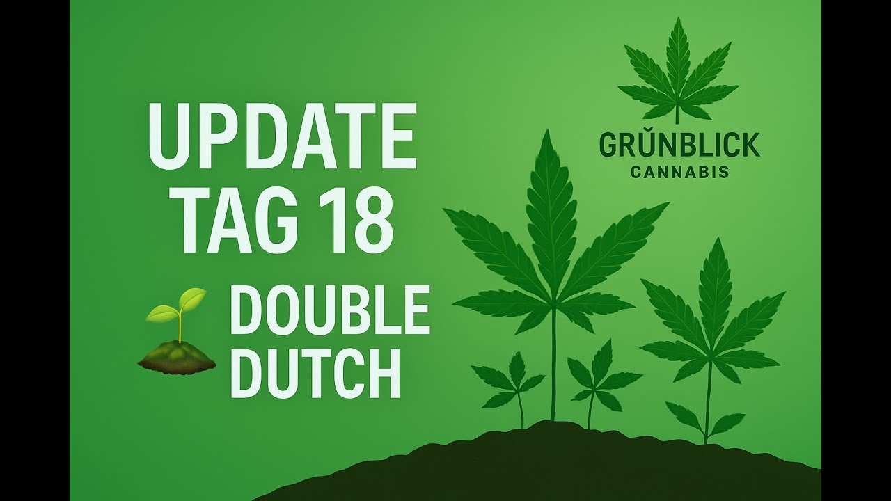 🌱 Unglaublich, wie schnell sie wachsen! | Dutch Passion Grow Update #3 Tag 18