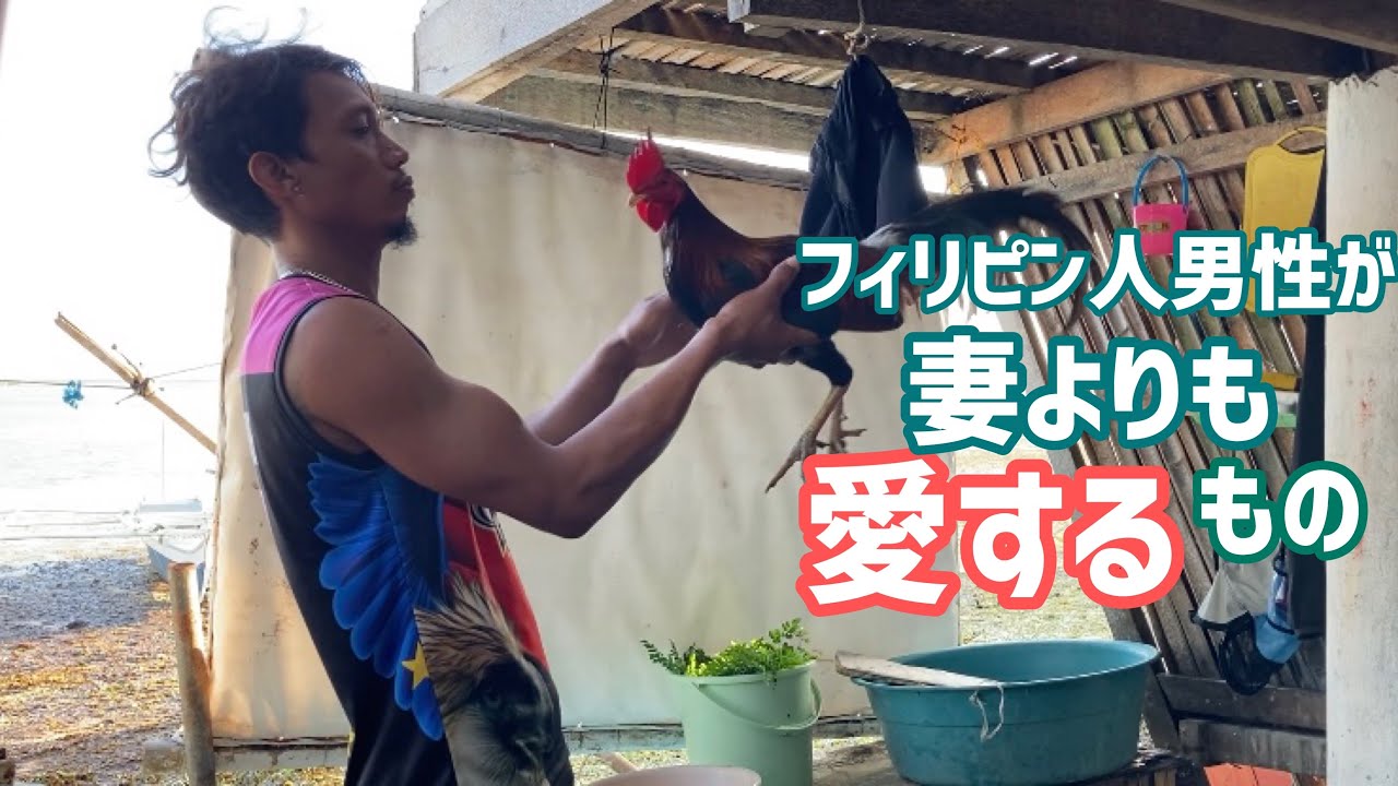 フィリピン田舎暮らし -コロナ禍でも鶏にかける情熱- | セブ カオハガン島 | The Life of South Island | Caohagan Island, Philippine