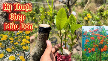 Kỹ Thuật ghép hoa mẫu đơn. Tỉ lệ đạt cao, nhanh phát triển.