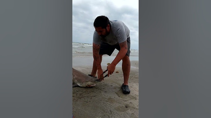 Josh Hooked Up in Galveston on a Shark