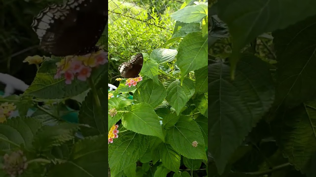 Butterfly On Flower So Satisfying to Watch 