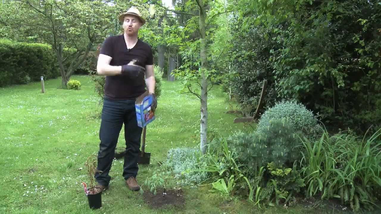 ou planter les pivoines