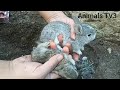 Viviendo Con Conejos // Cómo Salvar Los Conejos Bebés de la NATURALEZA 2022