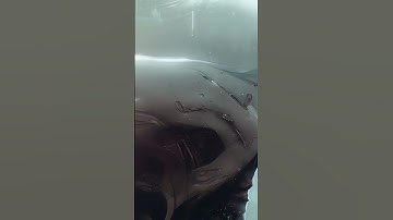 Ai generated video #shorts #text to image #Ai art #ai video #stablediffusion #digitalart