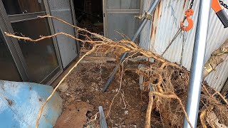 中華レバーホイストで抜根