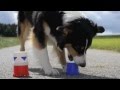 Amazing Dog Tricks 2 - AMY (Australian Shepherd)