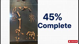 Ardipithecus Ramidus English