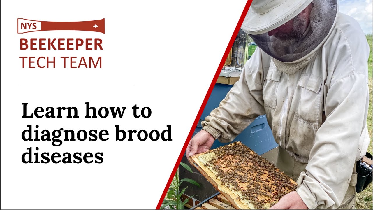 Learn How to Diagnose Brood Diseases – One Hour Tutorial - YouTube