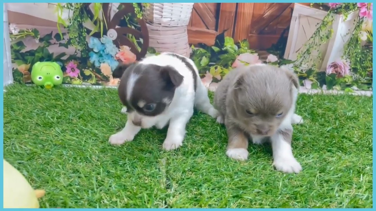 743942 チワワ（ロングコート） - YouTube