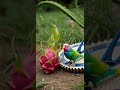 Creative Parrot Trap Using paper &amp; deep hole Easy DIY to Catch Birds #BirdTrap #DIYProject #Creative
