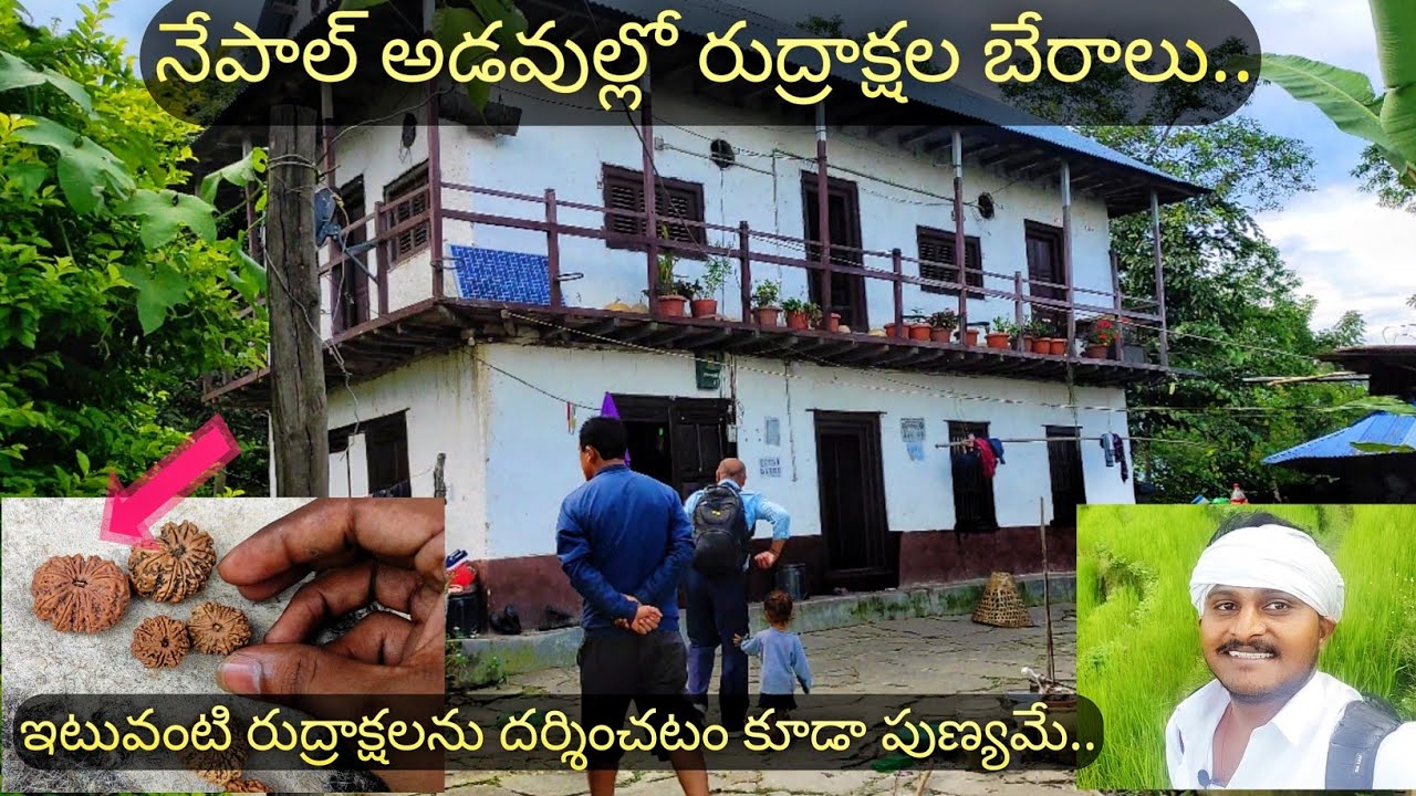 ఇటువంటి రుద్రాక్షలు నేపాల్ అడవుల్లోనే చూడగలం