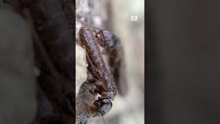 Life cycle of Termites | ഇയ്യാം പാറ്റകൾ എന്തിനാണ് പൊടിയുന്നത് fact satisfying zoomplanet shorts