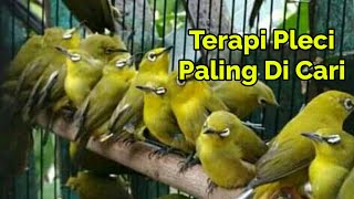 Download Mp3 TERAPI PLECI PALING DI CARI BIKIN GACOR CEPAT BUKPAR