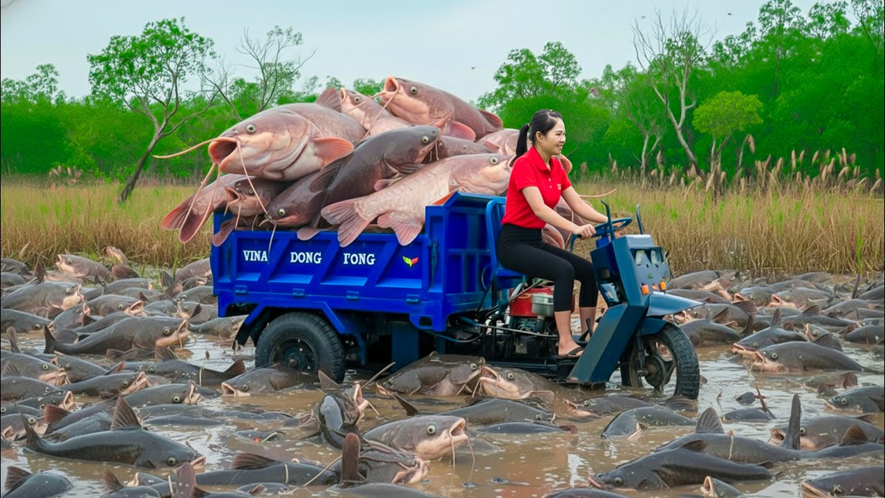 Harvesting Giant Azir Catfish & Go to Market Sell | use Truck Transport to trap fish in the swamp