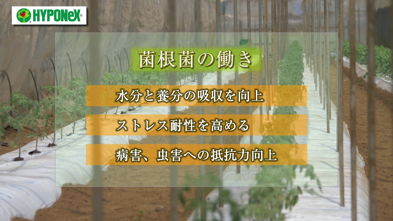 Producer's voice: Mycogel] #Commercial use #Biostimulant | Hyponex