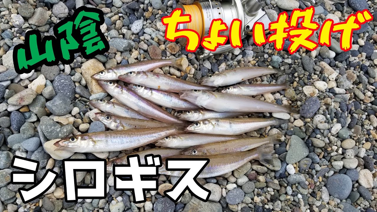 シロギス開幕 山陰の砂浜からエギングロッドでちょい投げ Youtube