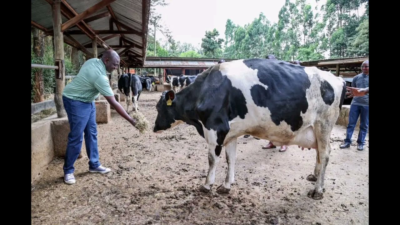 PRESIDENT RUTO TOURS HIS FARM IN KILGORIS, NAROK. 