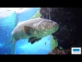 熱帯魚の海水槽