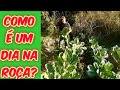 COMO É UM DIA NA ROÇA?/CÂMERA DE TRILHA/TOUR PELO SÍTIO/Bora pra Roça?