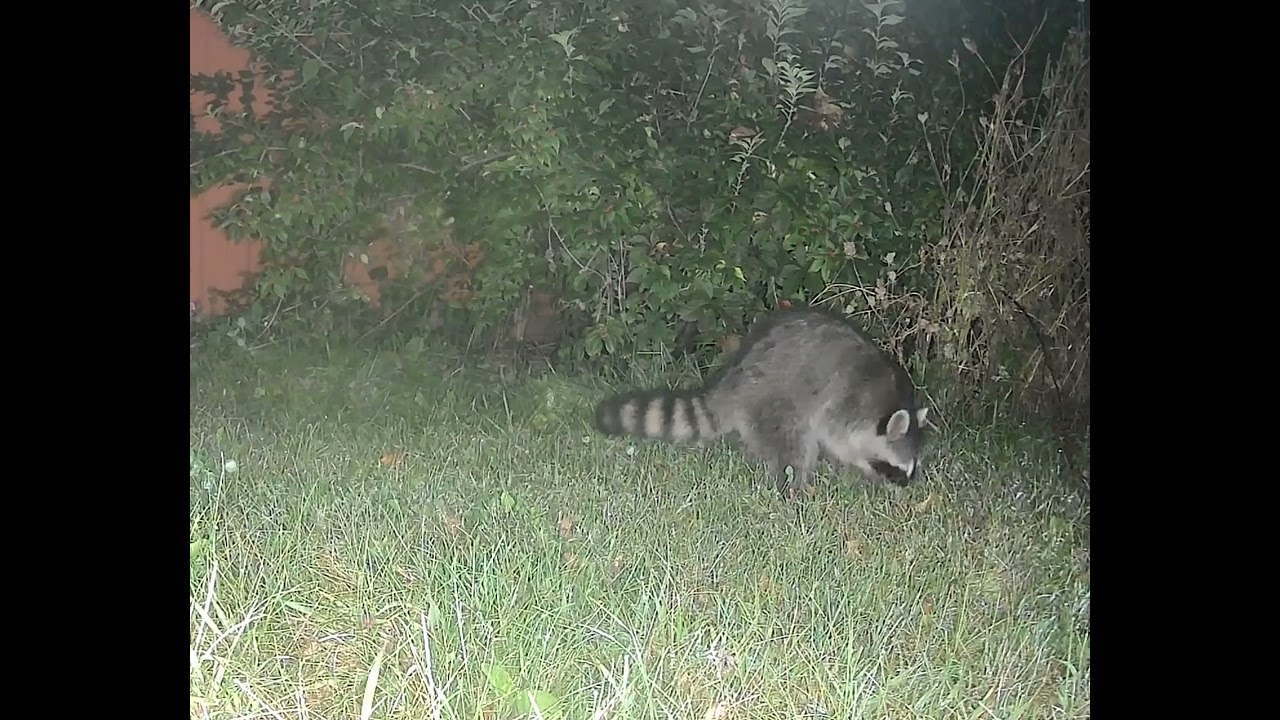 First raccoon of October