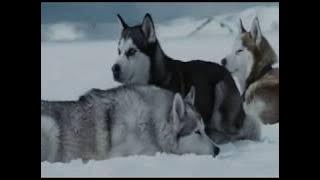 The more I learn about people the more I love dogs  'Eight Below', music- Enigma 'Moment of peace'