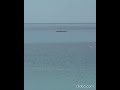 120626 Wikinger unverdriesslich wieder