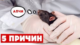 Почему крыса чихает и как это исправить