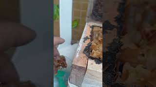 #mel das #abelhinhas.