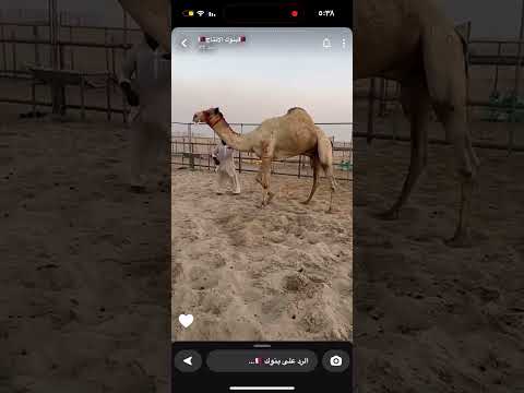 مهلك بعير حمد بن فهد العيده مهلك ام الزبار سابقا