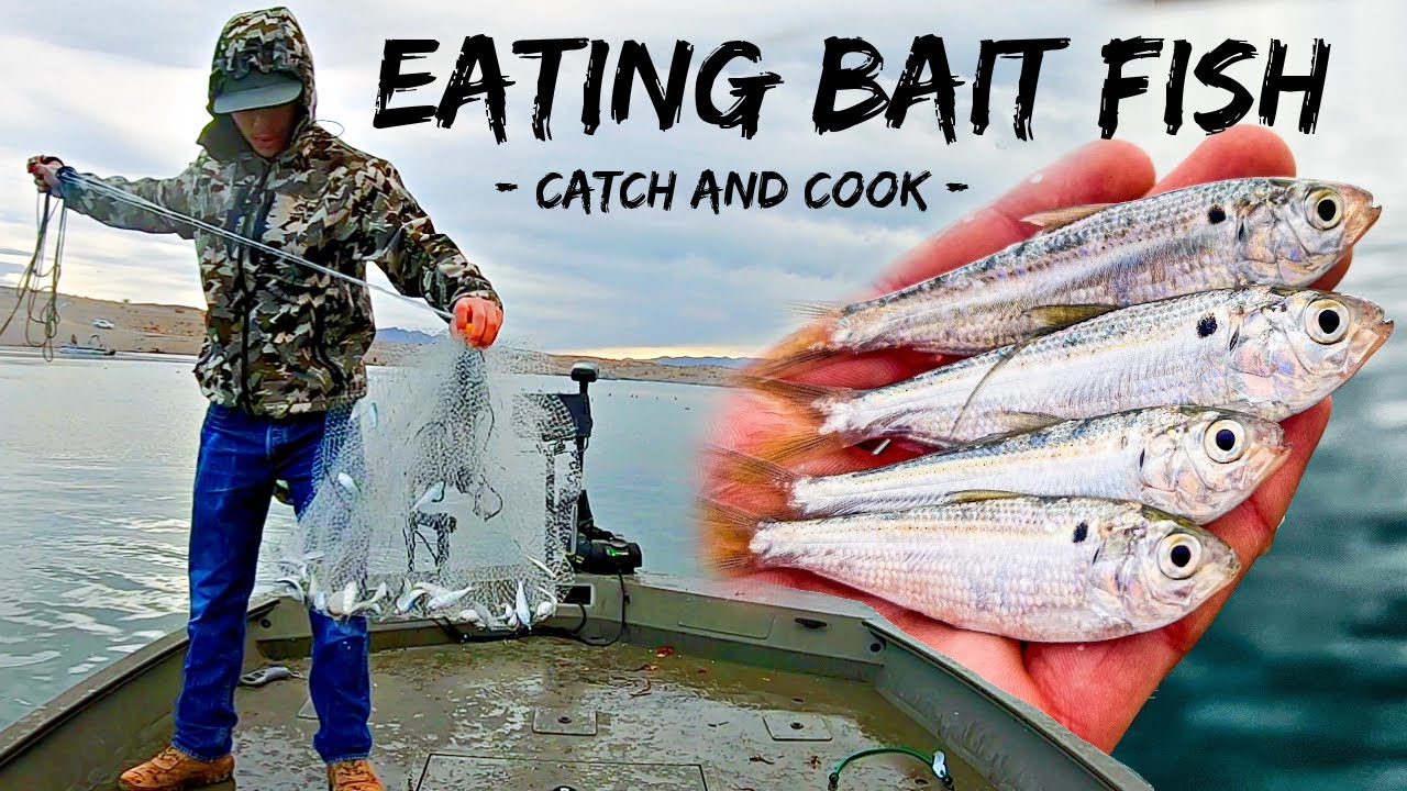 Trouble Catching Fish? EAT YOUR BAIT! (Shad Catch and Cook) 