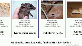 Mammalia, Ordo Rodentia, Familia Muridae, Sectio 1 Apodemus Gerbillus Acomys Lemniscomys Indica
