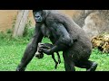 Second Set Of Rare Gorilla Twins Born In DR Congo Reserve Goma DR Congo 